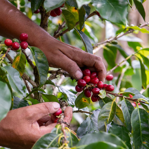 Sai davvero cosa c'è nella tua tazzina?